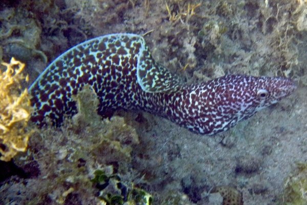 Moray - Spotted Moray