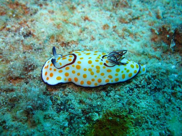 Nudibranch - Fried Egg Nudibranch