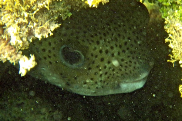 Porcupinefish - Porcupinefish