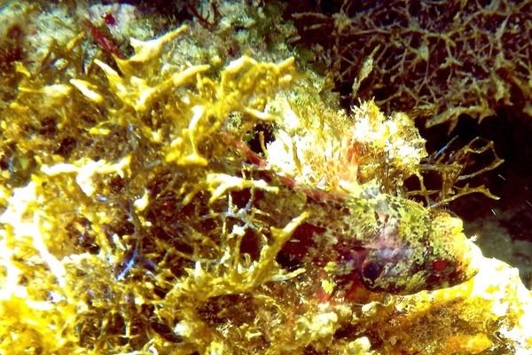 Blennies - Imitator Blenny