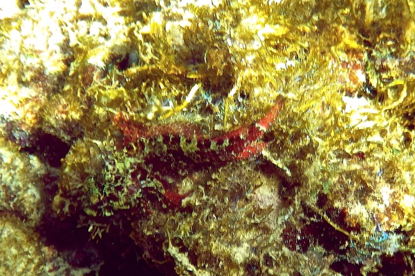 Blennies - Imitator Blenny