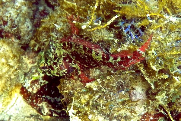 Blennies - Imitator Blenny