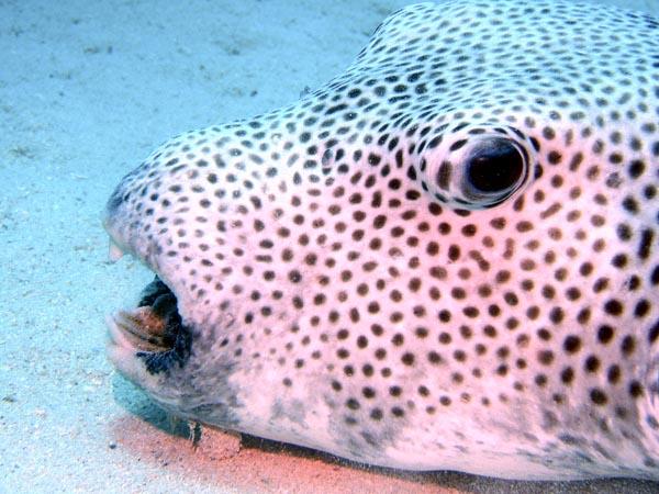 Pufferfish - Star Puffer