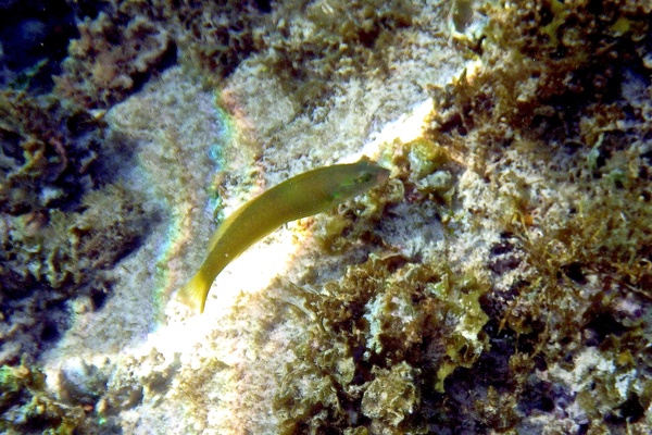 Wrasse - Blackear Wrasse