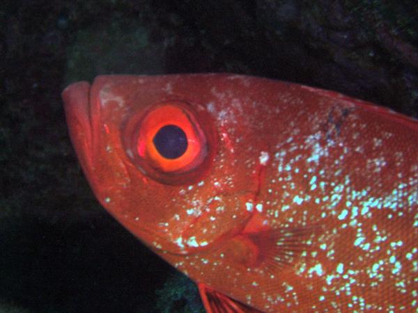 Bigeyes - Glasseye Snapper