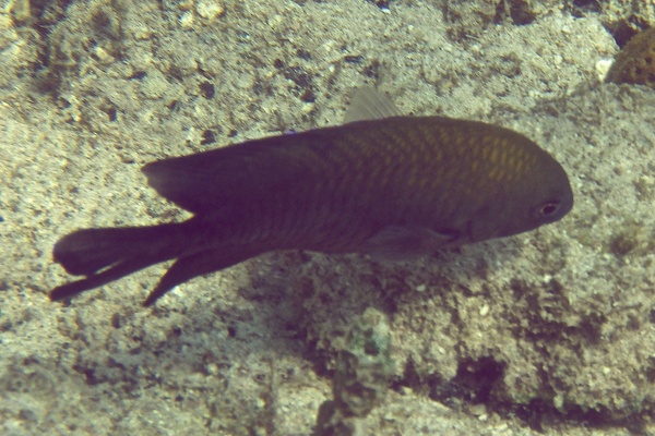 Damselfish - Dusky Damselfish