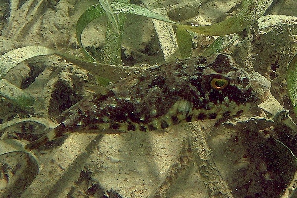 Pufferfish - Bandtail Puffer