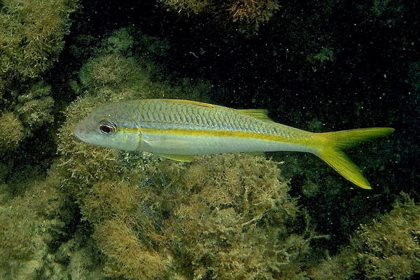 Goatfish - Yellow Goatfish