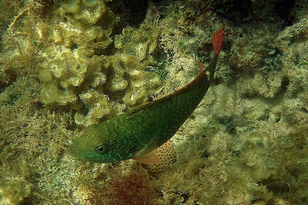 Parrotfish - Redband Parrotfish