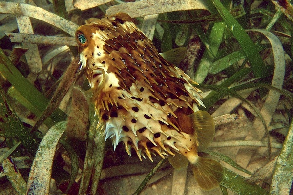 Porcupinefish - Balloonfish