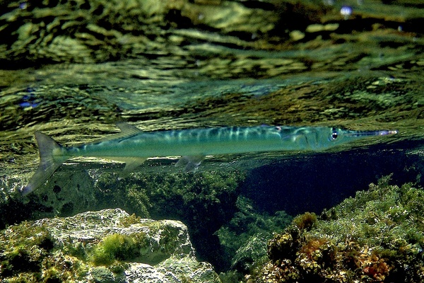 Needlefish - Houndfish