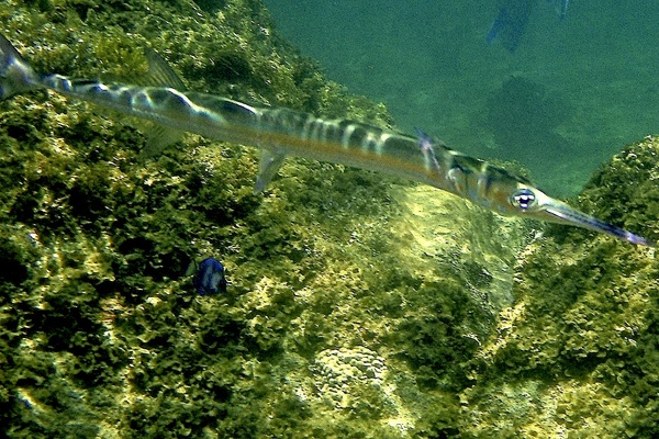 Needlefish - Houndfish