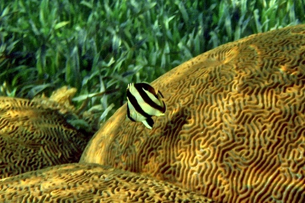 Butterflyfish - Banded Butterflyfish