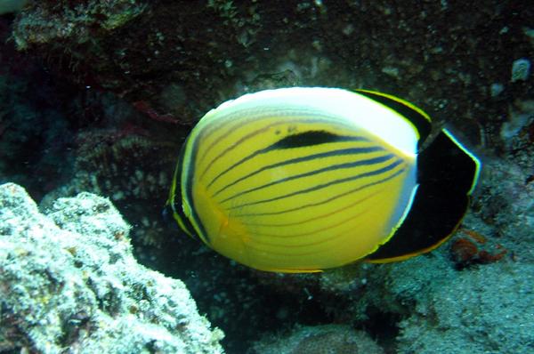 Exquisite Butterflyfish