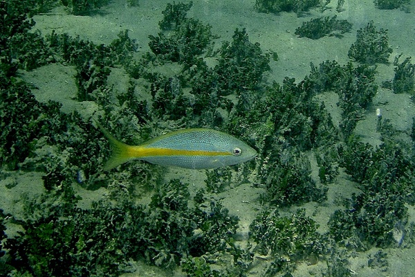 Snappers - Yellowtail Snapper