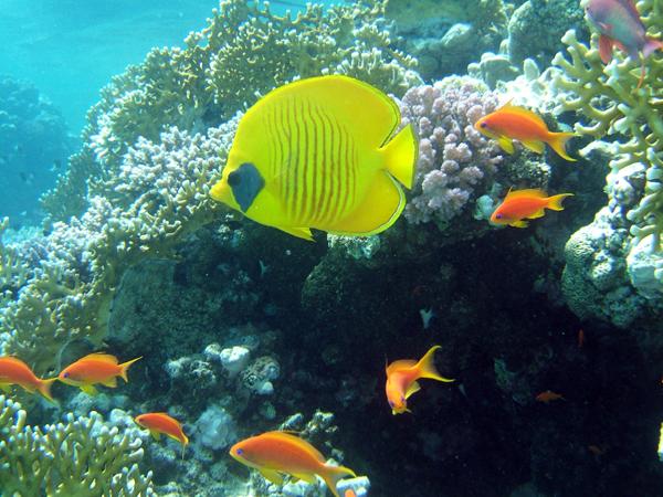 Butterflyfish - Masked Butterflyfish