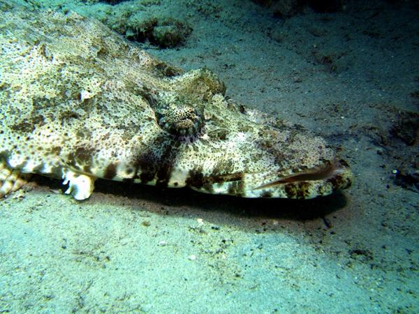 Flatheads - Longsnout Flathead