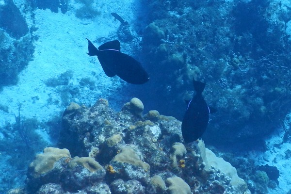 Triggerfish - Black Durgon