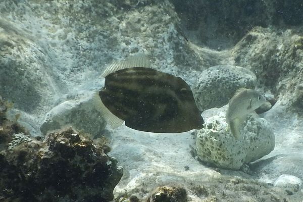 Filefish - Orangespotted Filefish