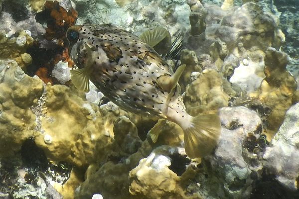 Porcupinefish - Balloonfish