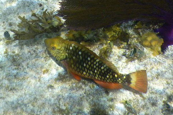 Parrotfish - Stoplight Parrotfish