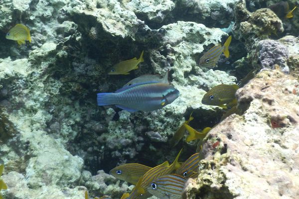 Parrotfish - Striped Parrotfish