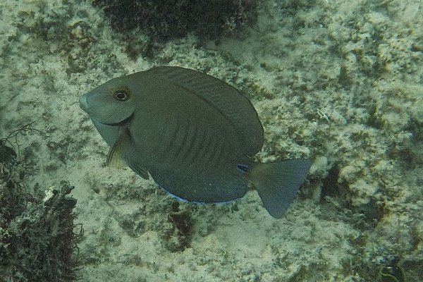 Surgeonfish - Doctorfish