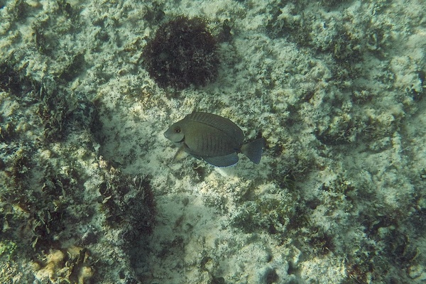 Surgeonfish - Doctorfish