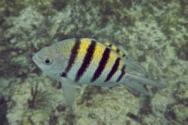 Damselfish - Sergeant Major