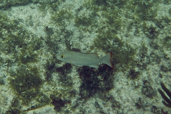 Snappers - Mahogany Snapper