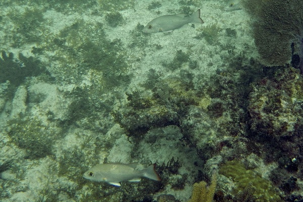 Snappers - Mahogany Snapper