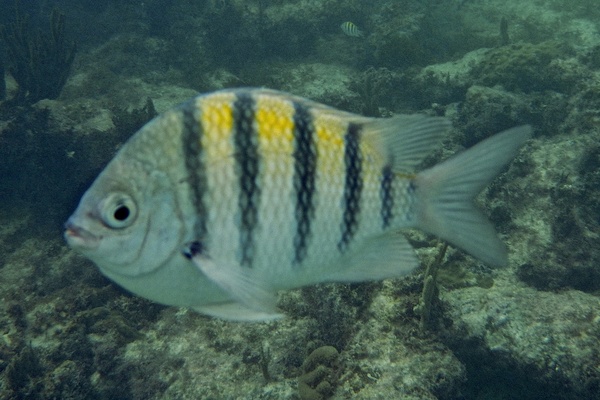 Damselfish - Sergeant Major