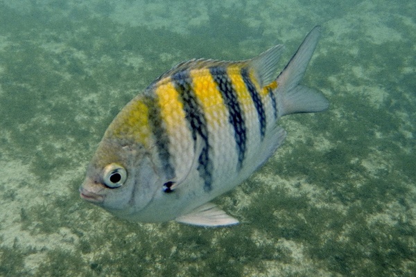 Damselfish - Sergeant Major