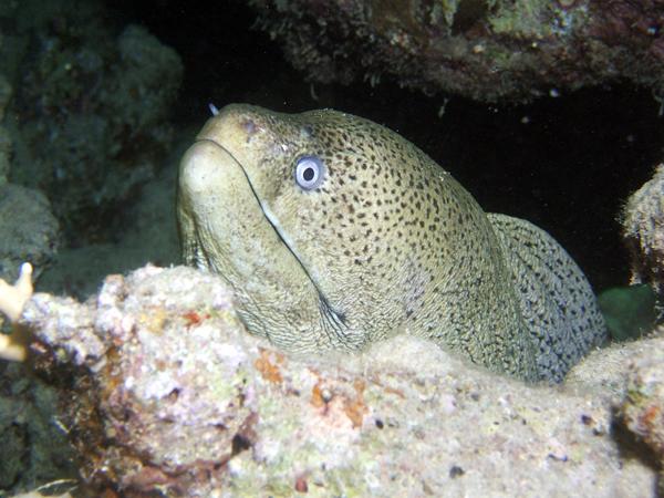 Moray - Giant Moray