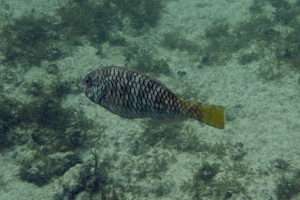 Parrotfish - Yellowtail Parrotfish