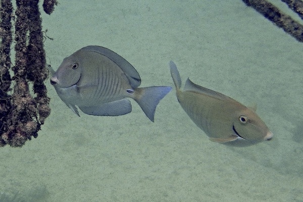 Surgeonfish - Doctorfish