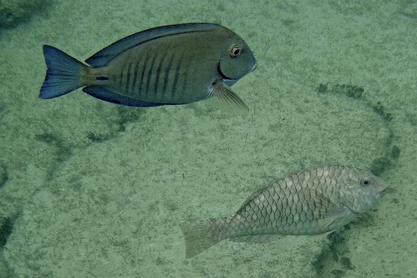 Surgeonfish - Doctorfish