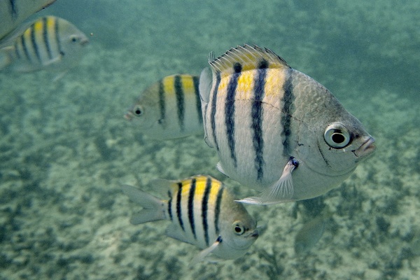 Damselfish - Sergeant Major