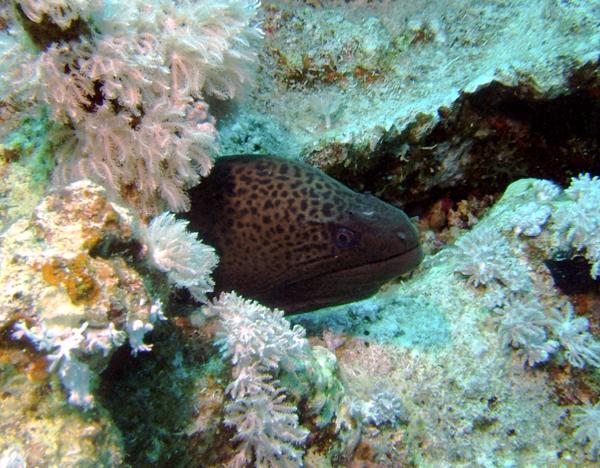 Moray - Giant Moray