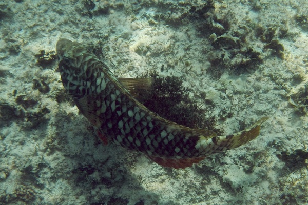 Parrotfish - Yellowtail Parrotfish