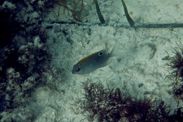 Damselfish - Dusky Damselfish