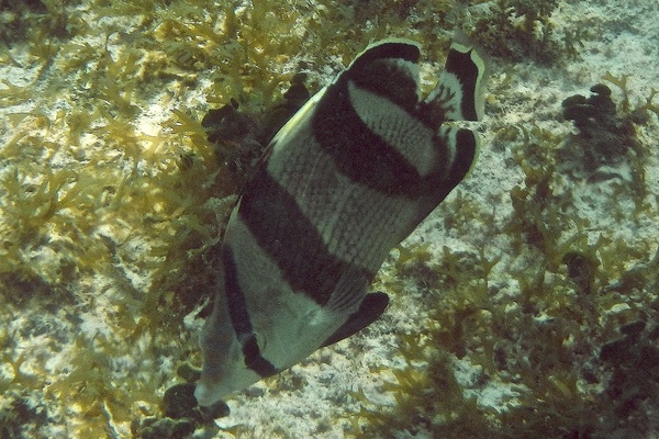 Butterflyfish - Banded Butterflyfish