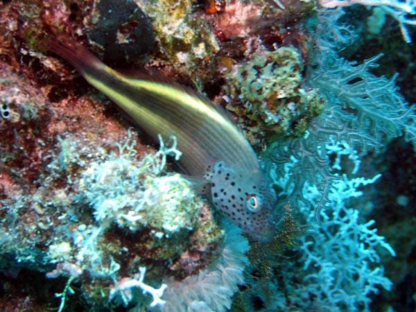 Hawkfish - Blackside Hawkfish