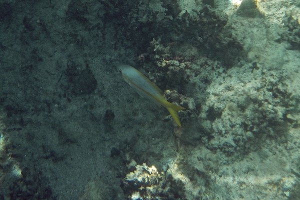 Snappers - Yellowtail Snapper