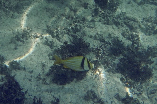 Porkfish - Porkfish