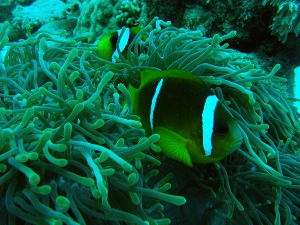 Damselfish - Red Sea Anemonefish