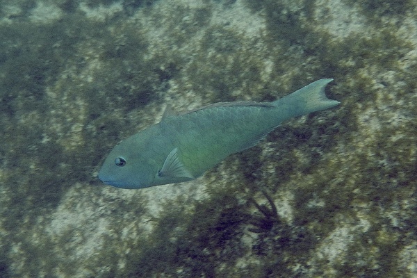 Parrotfish - Yellowtail Parrotfish