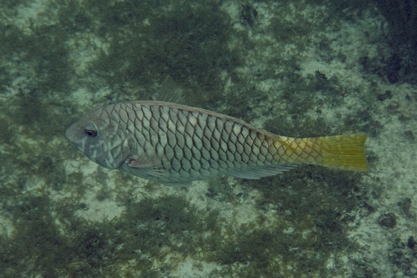 Parrotfish - Yellowtail Parrotfish