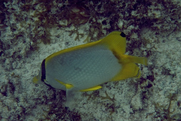 Butterflyfish - Spotfin Butterflyfish