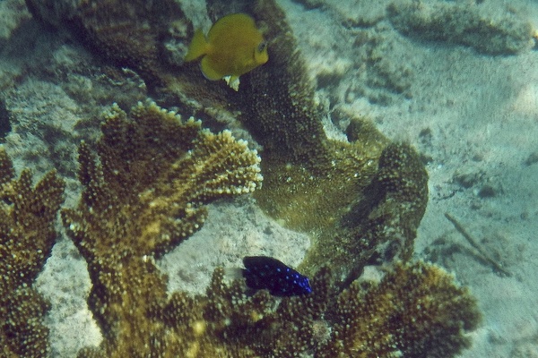 Damselfish - Yellowtail Damselfish